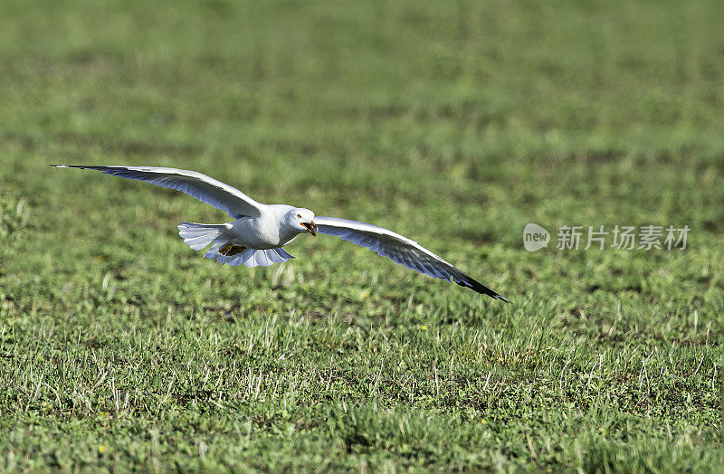 环嘴鸥(Larus delawarensis)是一种中型鸥。马勒尔国家野生动物保护区，俄勒冈州。鸻形目。鸥科。飞行。